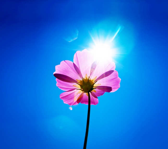 Pink Cosmos flower against a bright blue sky with the sun