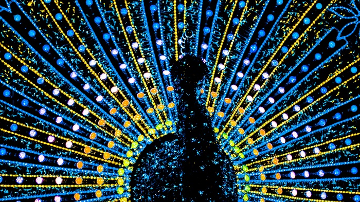 Peacock made of blue and yellow lights