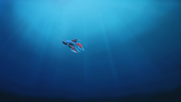 Betta fish swimming underwater with bubbles