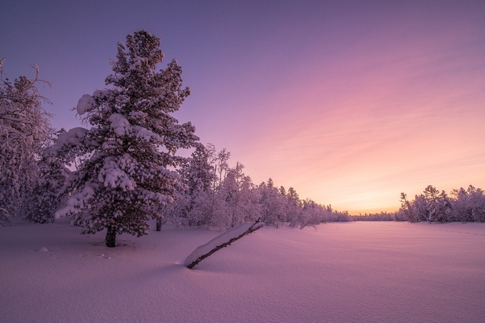 4K Winter Forest Sunrise