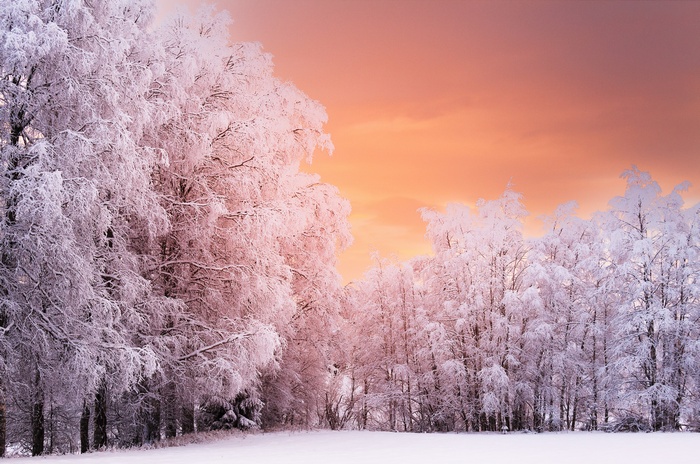 Winter forest at sunset 4K