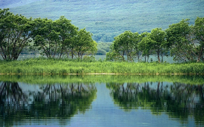 Trees and grass reflected in a lake