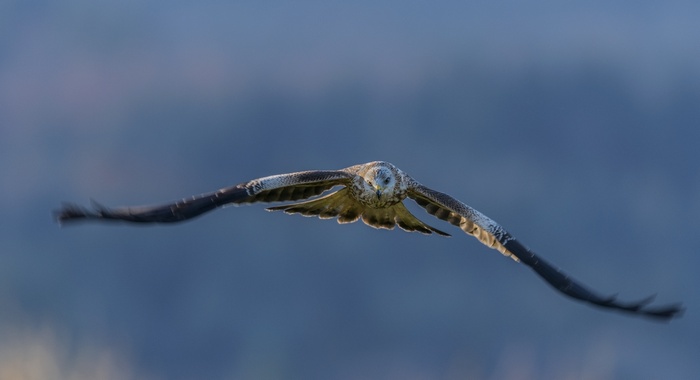 Eagle flying