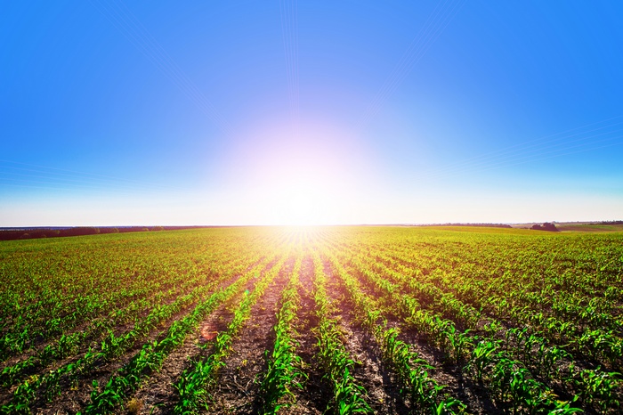 Cornfield under a bright sunny sky