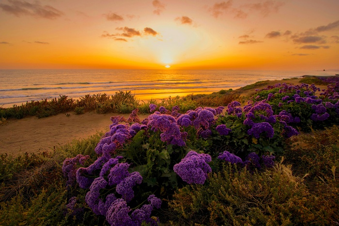 Purple flowers on a beach at sunset