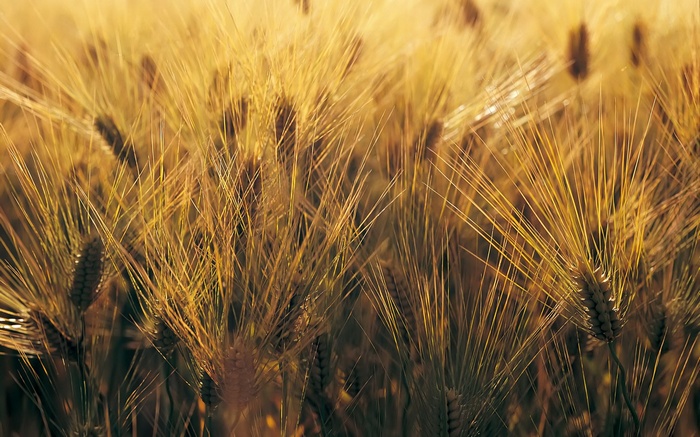Golden wheat field in the sun