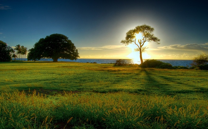 Two trees on a grassy field by the ocean at sunset