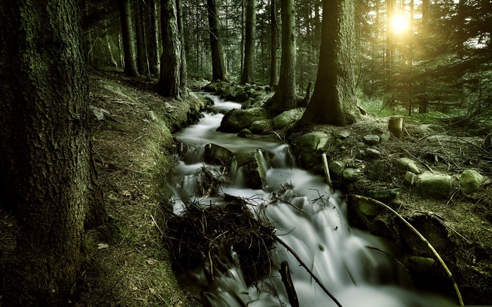 Stream flowing through a dark, sunlit forest
