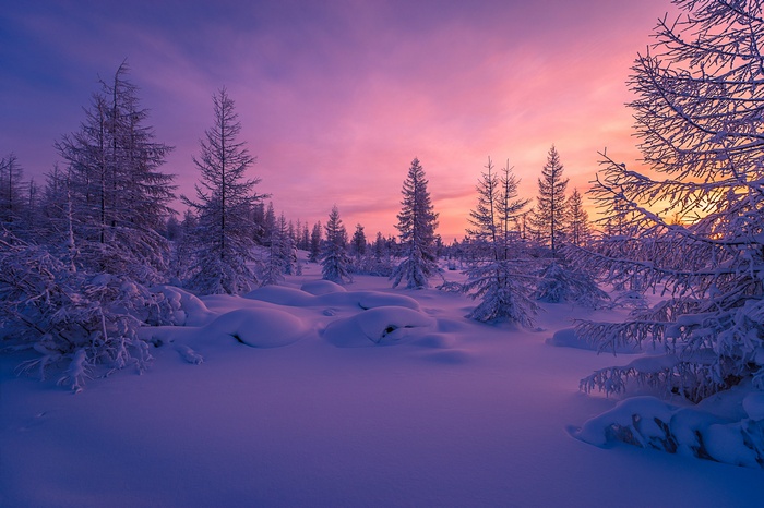 Winter forest with snow and sunset sky