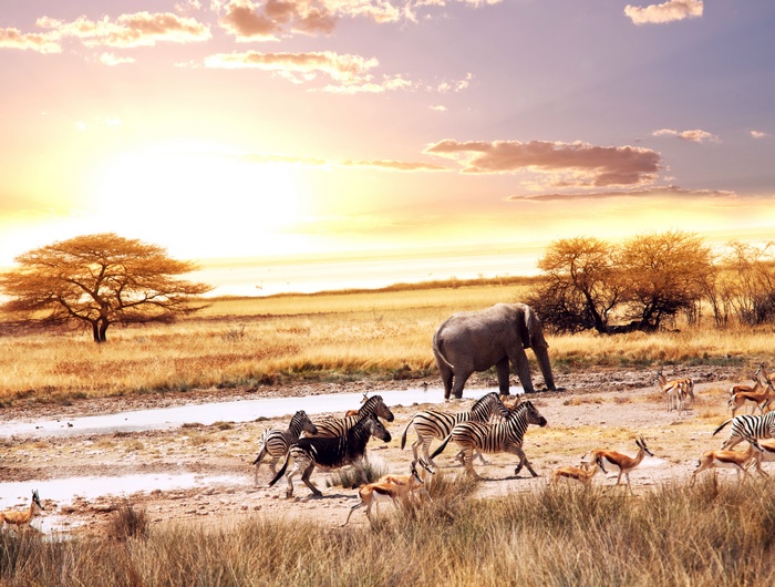 African Savanna with Elephants and Zebras at Sunset