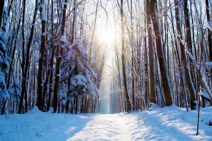 Winter forest path with sunbeams