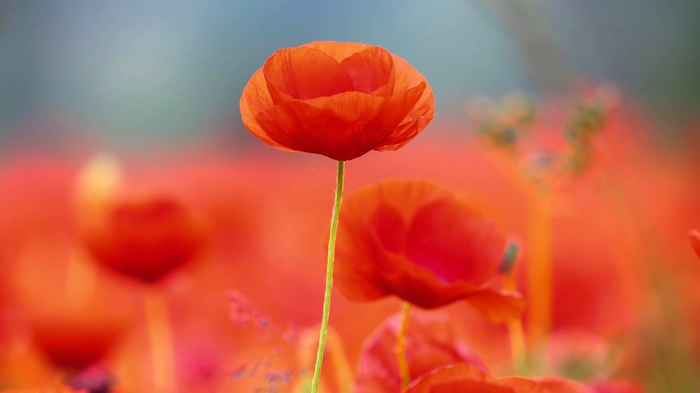 Field of Orange Poppies