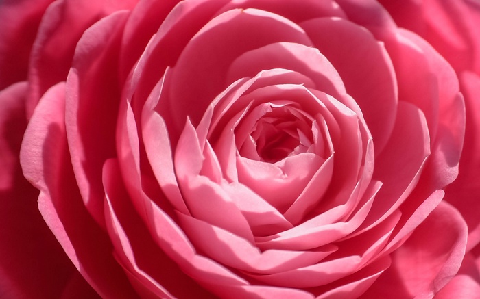 Close up of a pink rose