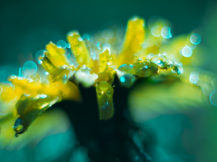 Yellow flower with water drops, macro photography