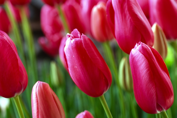Close-up of pink tulips in bloom
