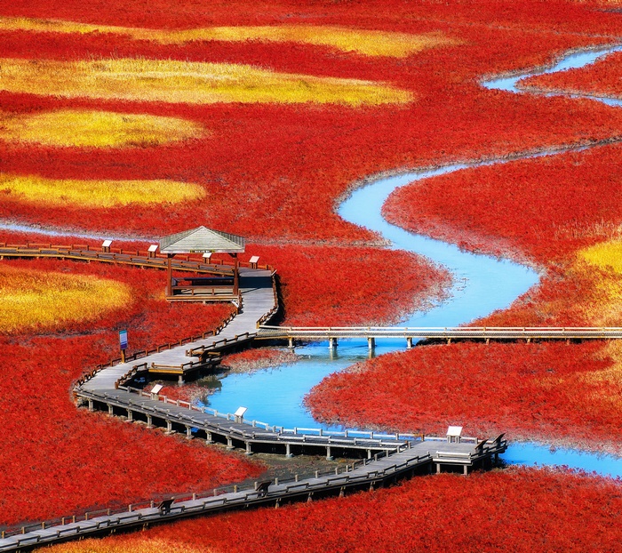 Red and yellow marshland with boardwalk and river