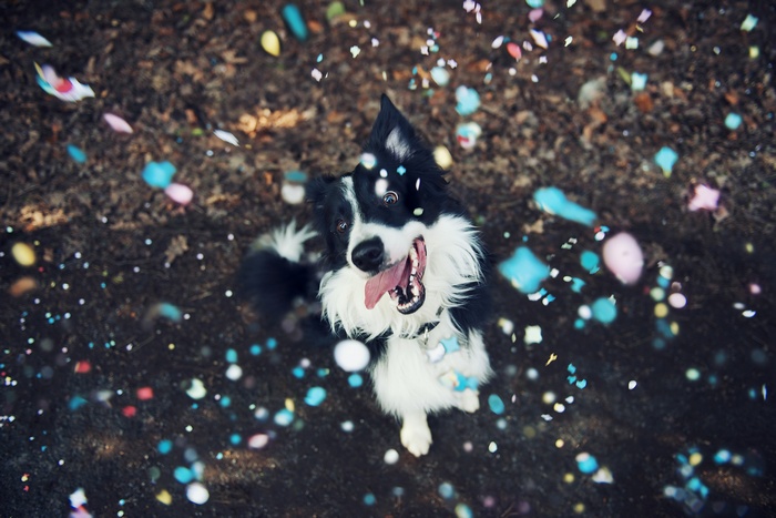 Border Collie Dog with Confetti