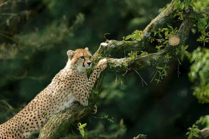 Cheetah perched on a tree branch
