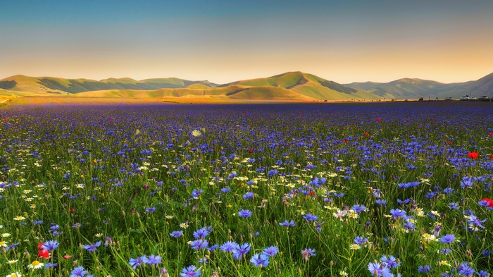 4K, Blue flowers, Mountains