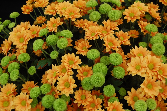 Orange Chrysanthemums and Green Button Flowers