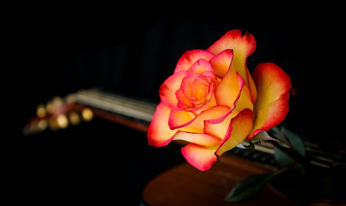 Bicolor rose on a guitar