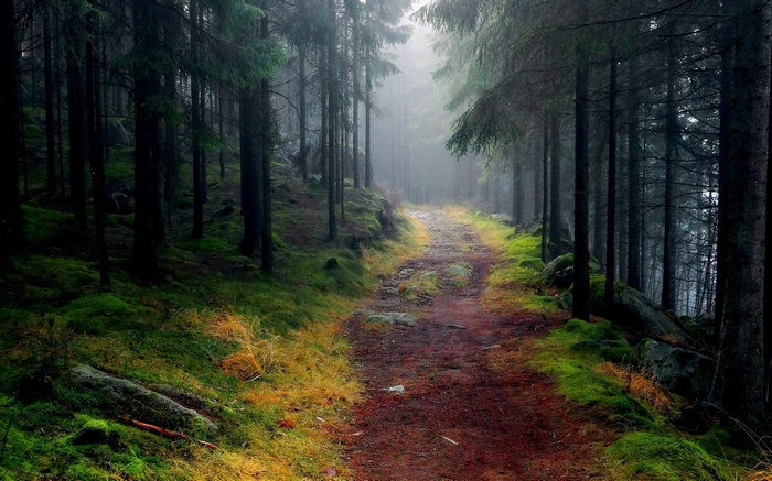 A dirt path winds through a misty, moss-covered forest.