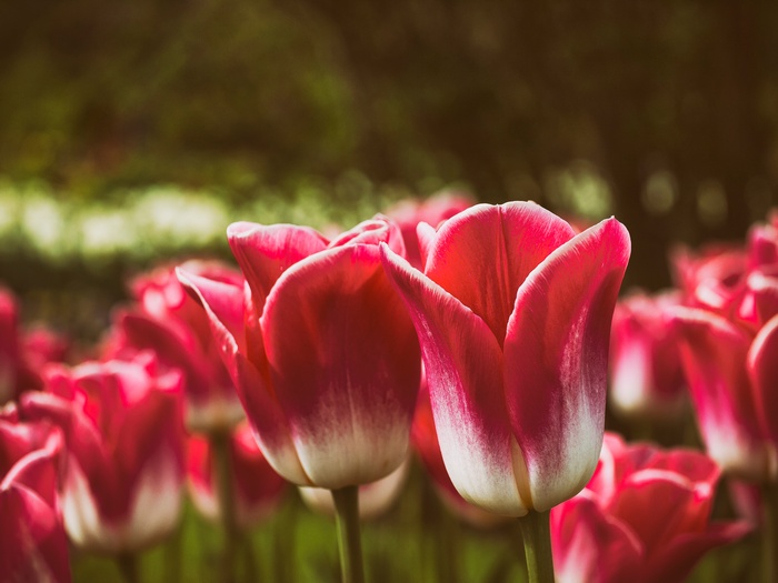 Red and white tulips in bloom