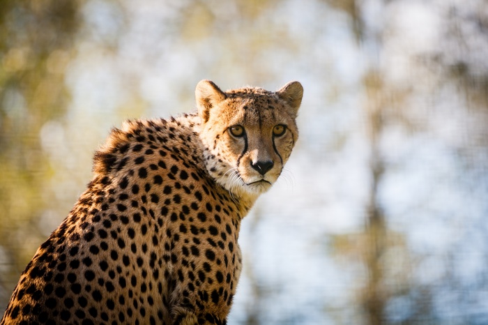 Cheetah looking back over its shoulder