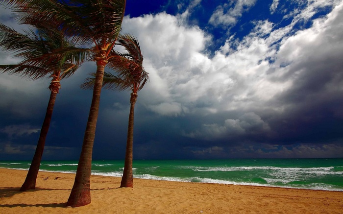 Palm trees on a beach with stormy clouds
