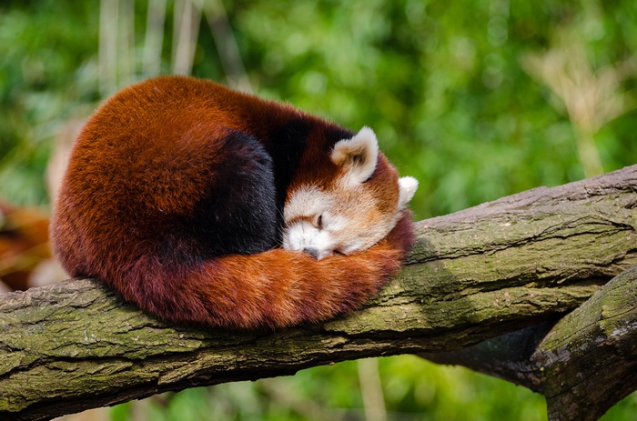 Red panda sleeping on a tree branch