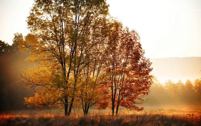 Autumn trees in morning mist