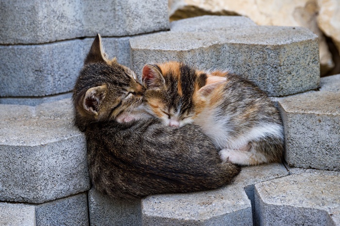 Two kittens sleeping on concrete blocks