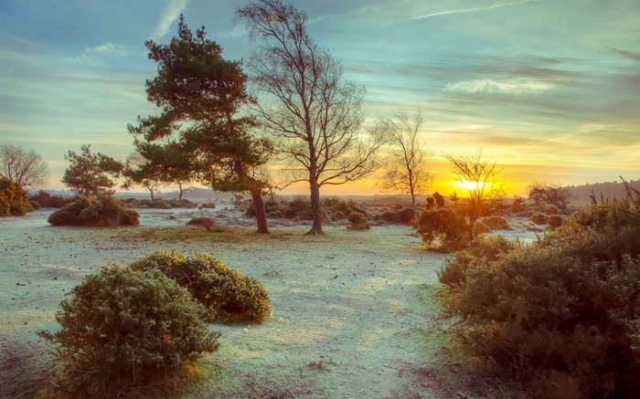 Sunrise over a frosty heath with trees and bushes