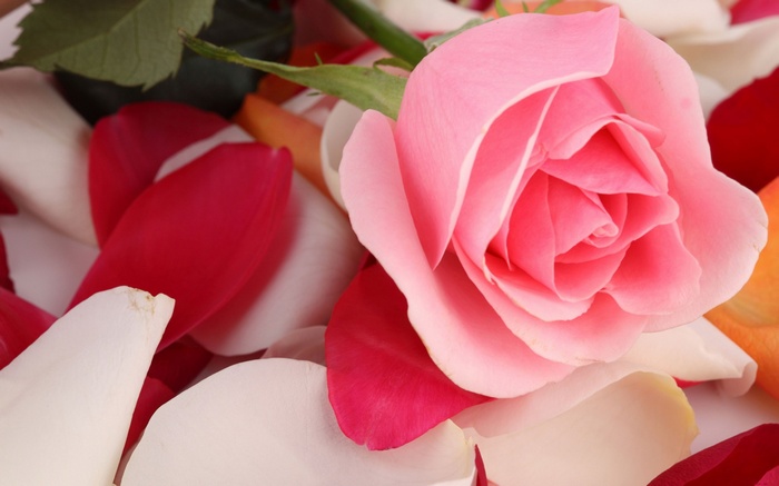 Pink rose with scattered petals