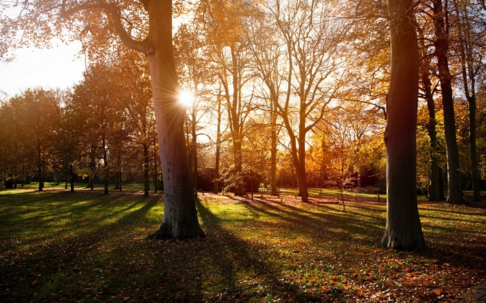 Sunlight filtering through trees in an autumn park
