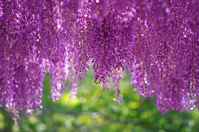 Purple, Wisteria, Blossom