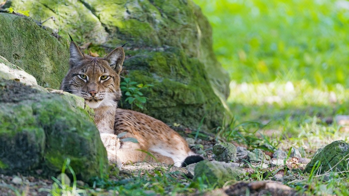 Lynx resting near mossy rocks in a forest