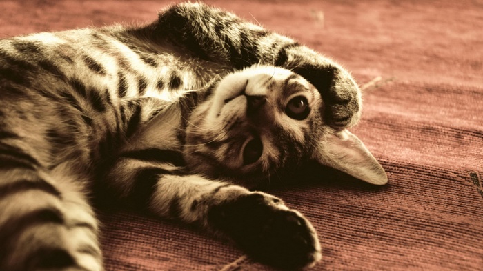 Tabby cat lying on its back on a red surface