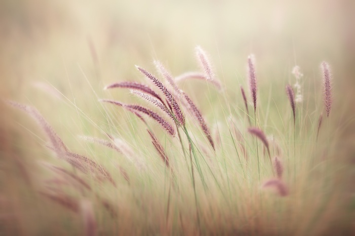 Purple foxtail grass in a field