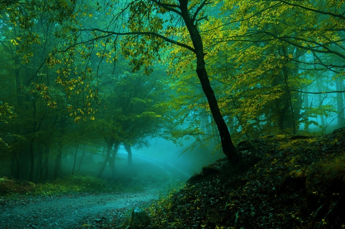 Foggy Forest Pathway with Yellow Leaves
