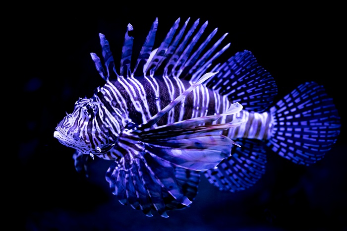 Lionfish underwater