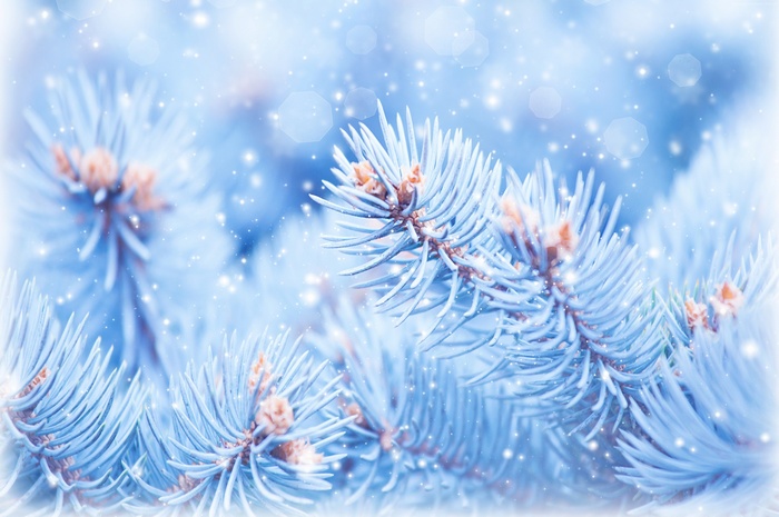 Blue spruce branches with falling snow