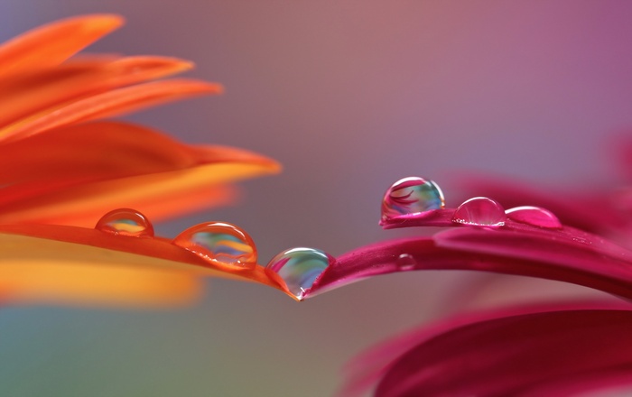 Droplets, Lilac flowers