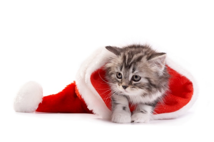 Cute kitten in a Santa hat