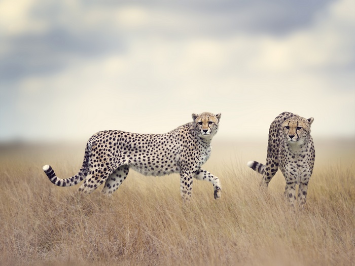 Two Cheetahs in a Dry Grassland