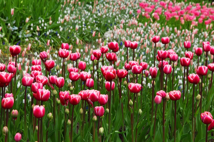 Field of Pink and White Tulips