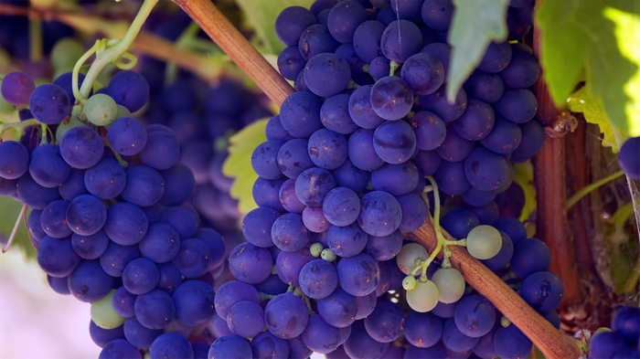 Purple grapes on a vine in a vineyard
