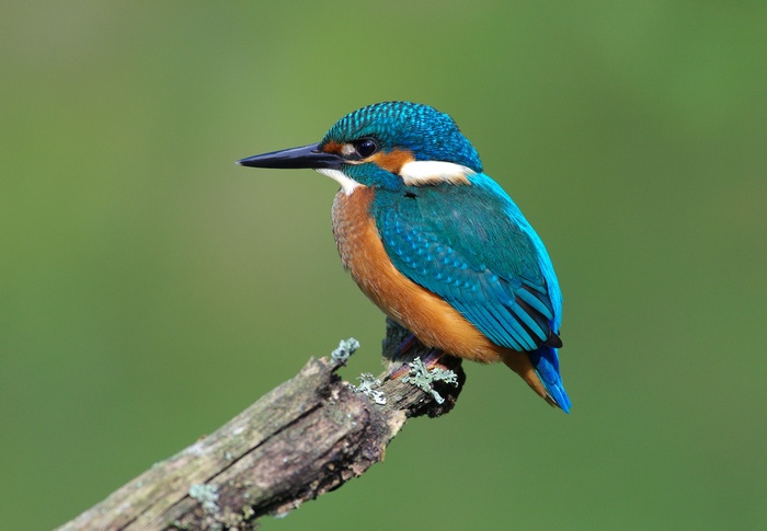 4K Kingfisher perched on a branch