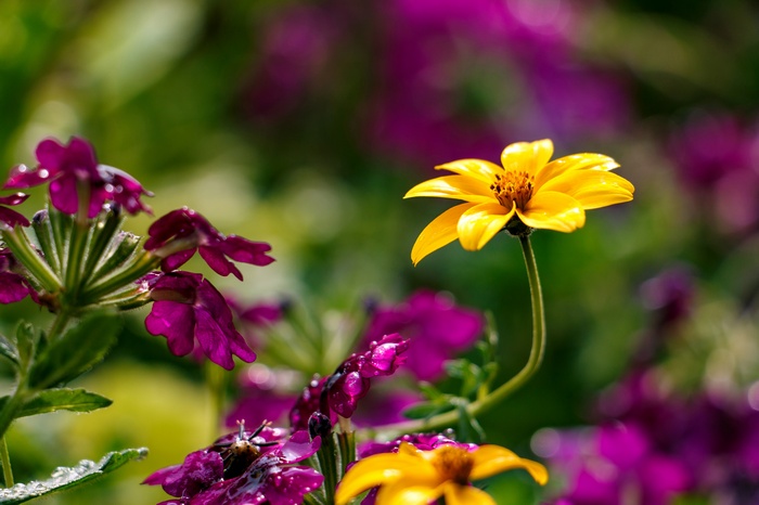 Yellow and violet flowers in a garden