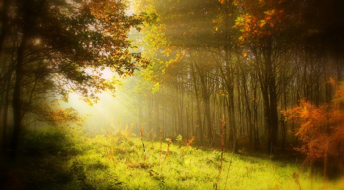 Sunlight filtering through autumn forest trees